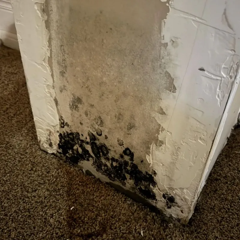Professional Mold Removal in Palmyra, NJ